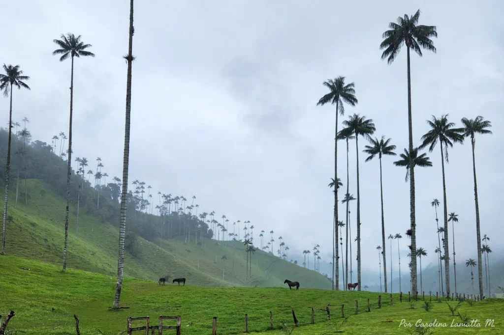 Valle-de-Cocora-colombia-caro-lamatta
