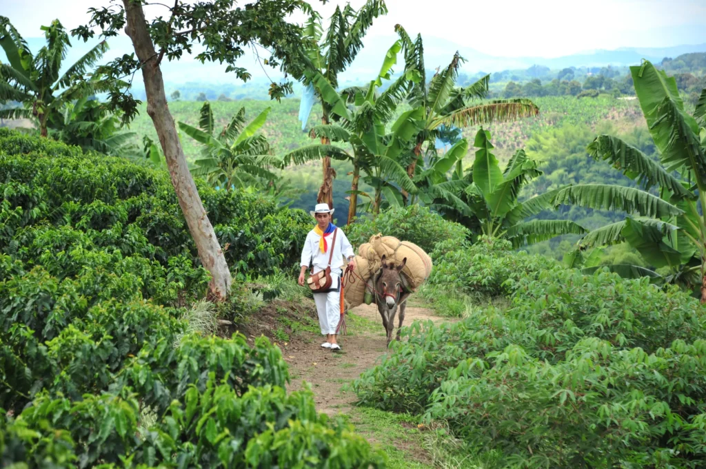 finca-cafetera-eje-cafeter--colombia